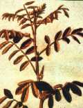 Indigofera plant